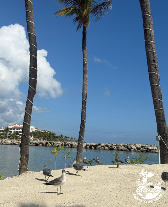 Dreams Aventuras (17)